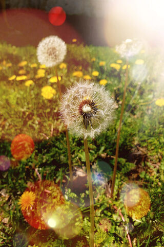 Golden Glow: Dandelions..
