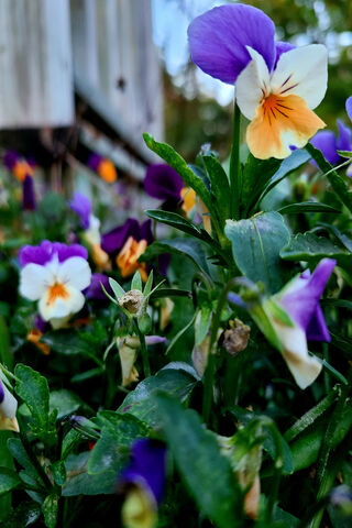 Vibrant Blooms of Summer Delight 🌼🌸