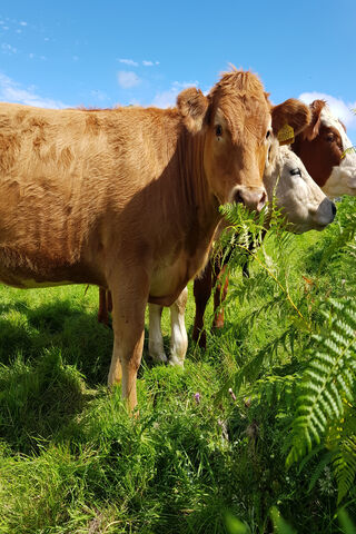 Sunny Days with the Summer Herd ☀️🐄