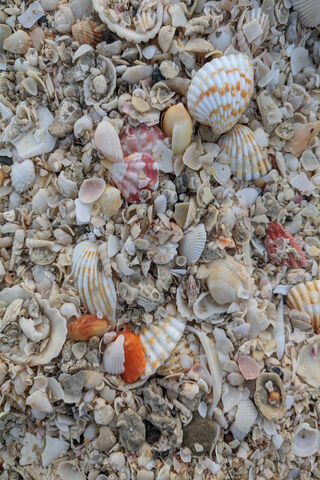 Treasures of the Shore: A Sea Shell Collection 🐚🌊