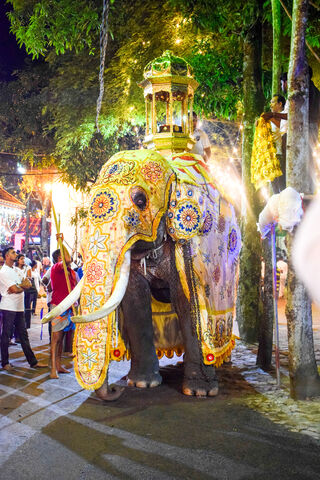 Majestic Elephants of Sri Lanka: A Festival of Colors 🎉🐘