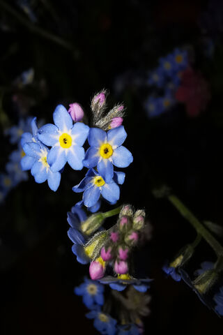 Whispers of Spring: A Blooming Delight 🌸✨