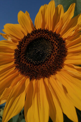 Golden Sunshine: The Majestic Sunflower 🌻