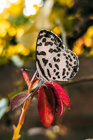 Sunshine's Dance: A Butterfly's Embrace