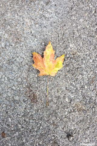 Autumn's Gentle Whisper 🍂