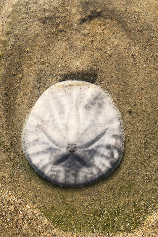 Treasures of the Shore: The Sand Dollar