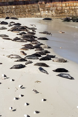 Seals Sunbathing on the Shore 🌊🐾