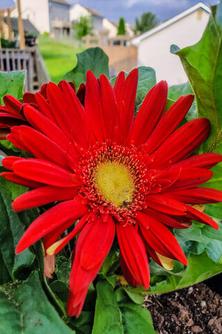 Summer Daisy