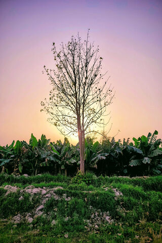 Eternal Solitude: The Tree of Eternity 🌳✨
