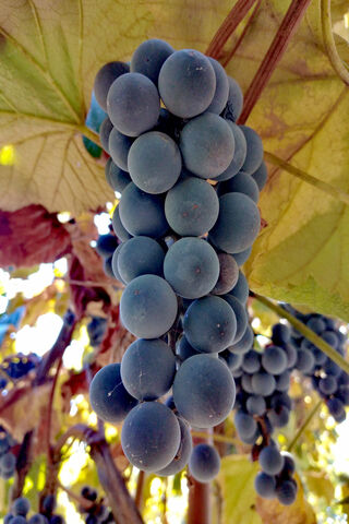 Nature's Sweet Gems: The Grape Cluster 🍇