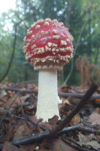 Toadstool Wonderland: Nature's Enchanted Mushroom 🍄✨