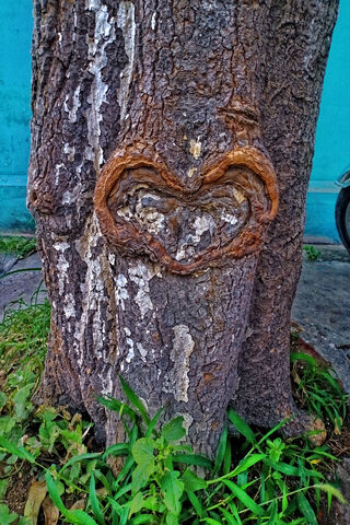 Tree Hearted