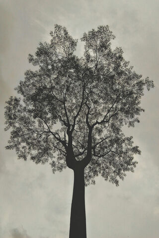 Majestic Silhouette: Nature's Guardian 🌳✨