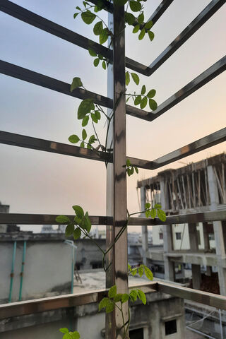 Tree Growing