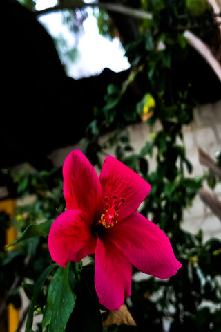 The Bloomed Hibiscus