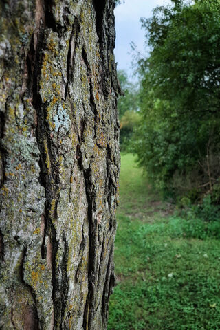 Nature's Textured Canvas 🌳✨