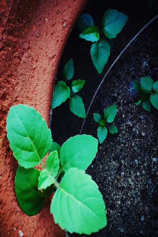 Tulasi Plant