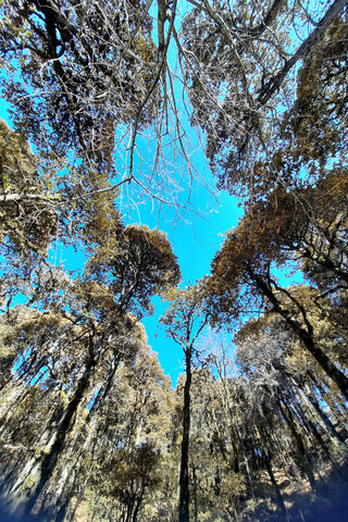 Whispers of the Canopy 🌳✨