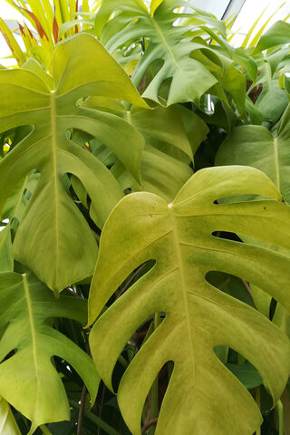 Lush Green Oasis: The Beauty of Tropical Foliage 🌿🌴