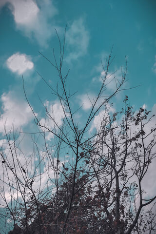 Whispers of Winter: A Tree's Silent Story