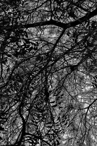 Tree Branches