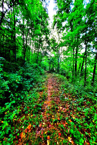 Enchanted Pathway Through the Greenery 🌳✨