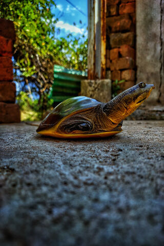 Turtle