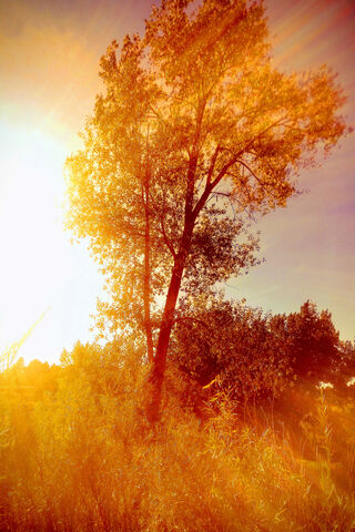 Golden Hour Serenity 🌅✨