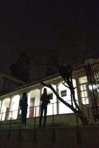 Nighttime Adventure: The Tree Climb Challenge 🌳🌙