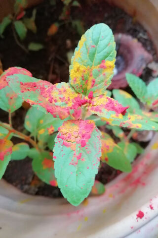 Tulasi: The Sacred Herb of Vibrant Colors 🌿✨