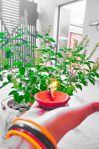 Celebrating the Sacred Tulasi: A Ritual of Devotion 🌿🕯️