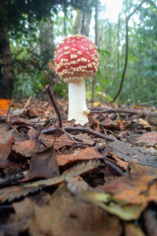 Toadstool Wonderland: Nature's Enchanted Mushroom 🍄✨