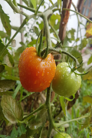 Tomato Transformation: From Green to Ripe 🍅✨