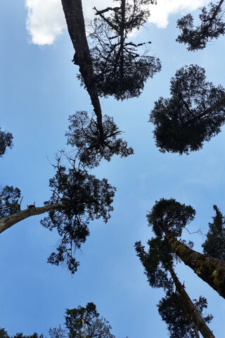 Tree S