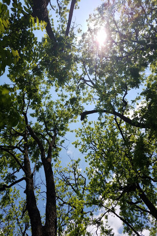 Sunlit Serenity: A Glimpse Through the Canopy 🌳☀️