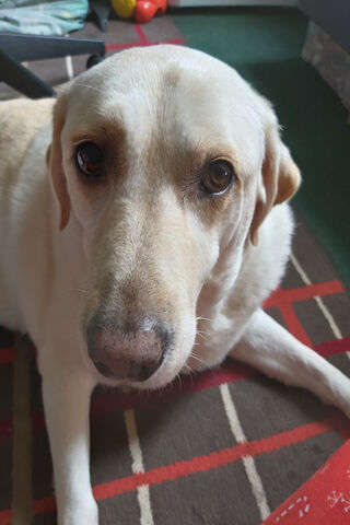 The Iconic VW Scirocco: A Blend of Style and Performance 🚗✨