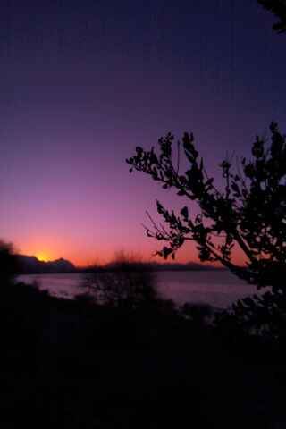 Violeta's Twilight Serenade 🌅🌸