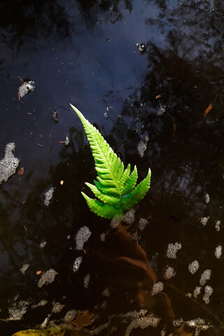 Emerald Serenity: Nature's Reflection 🌿✨