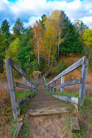 Nature's Pathway: A Journey Through Autumn 🍂🌳