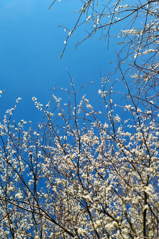Blossoms Beneath the Blue
