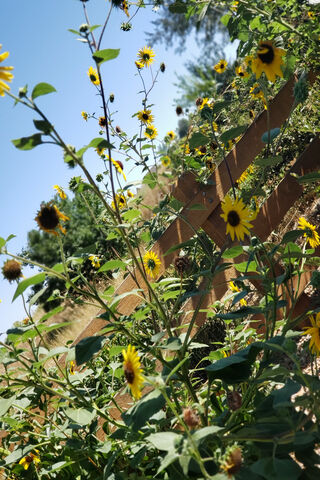 Golden Blooms of Nature's Canvas 🌻✨