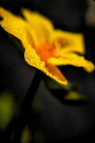 Nature's Sparkling Gems: Water Droplets on a Flower