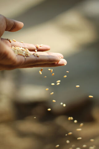 The Golden Harvest: A Handful of Wheat 🌾✨