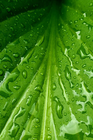 Nature's Glimmer: The Beauty of a Wet Leaf 🌿💧