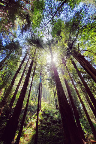 Whispers of the Woods 🌲✨