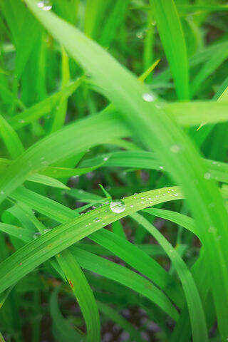 Nature's Gem: A Water Drop on Leaf 🌿💧