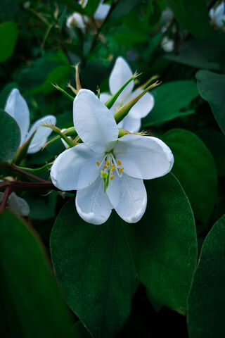Whispers of Elegance: The White Flower 🌼✨