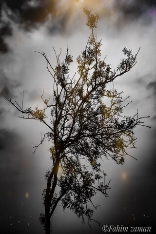 Whispers of the Storm 🌩️🌳