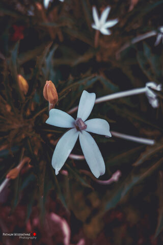 White Flower