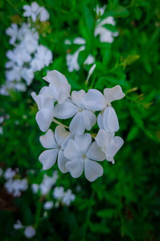 Whispers of Pure Elegance: The White Flower 🌼✨
